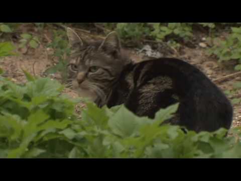 Unkontrollierte Vermehrung: Rund zwei Millionen Wildkatzen streunen durch Deutschland