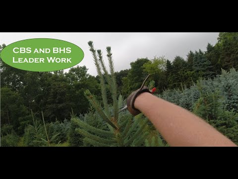 Correcting Spruce Tree Tops – Field Walk & Leader Fixes