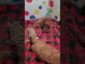 Miniature Poodle dogs for sale: Jasper - Video 1