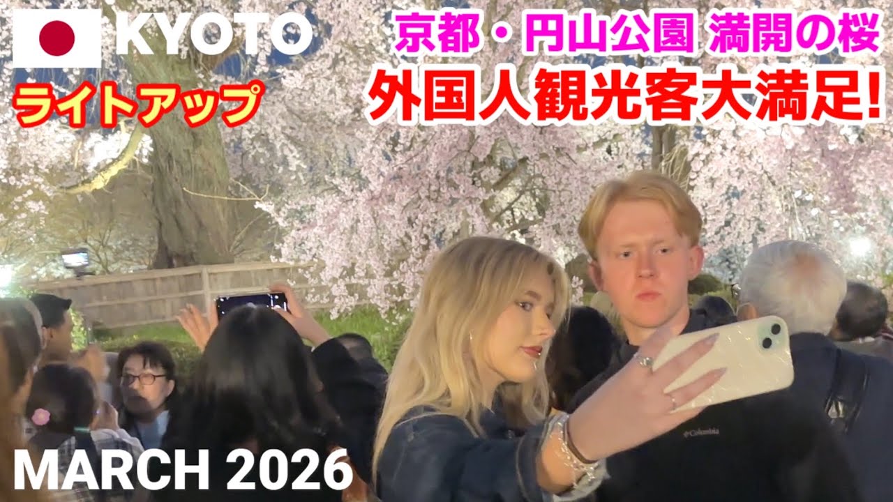 【海外の反応】京都・円山公園の夜桜に外国人が感動！ライトアップのしだれ桜が幻想的すぎた🌸