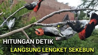 Download lagu PIKAT KEMADE. Suara Pikat Semua Jenis Burung Kemade Paling Ampuh. mp3 Download lagu PIKAT KEMADE. Suara Pikat Semua Jenis Burung Kemade Paling Ampuh. mp3