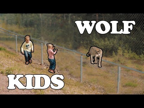 DANCING WITH WOLFES AT ORSA BJÖRNPARK!