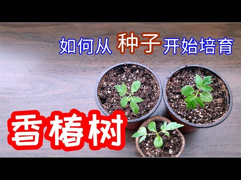 香椿 in english