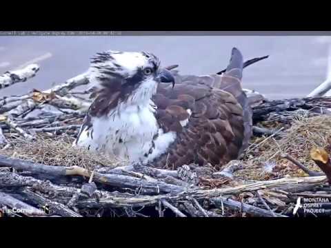 Hellgate Ospreys * IRIS LAYS FIRST EGG!! * Congrats to Iris & Louis!! * 4/26/19