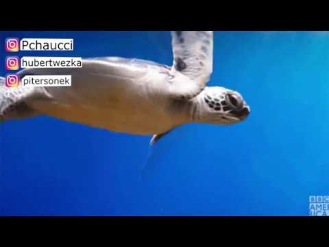 Pchao x Lil RoX/Dredziasty - Kolorowe cyfry Ft.Pitersonek