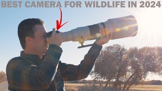 WILDLIFE PHOTOGRAPHY Q&A: What's Best Canon Cameras In 2024?