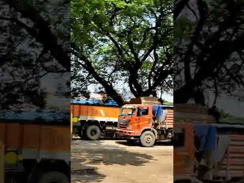 #Rebbena trees.#Road expansion