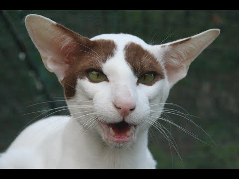 Oriental Cat Breed - Facts and Personality