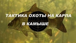 Смотреть онлайн Особенности подводной рыбалки в речных камышах