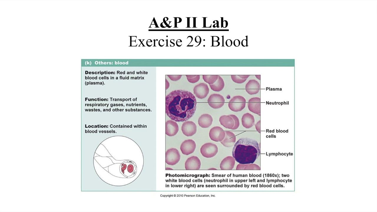 A&P II Lab Exercise 29: Blood