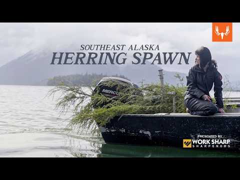 The Herring Spawn | Our Way of Life