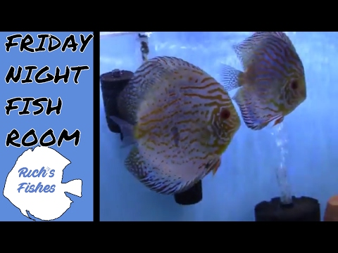 Friday Night Fish Room Tour