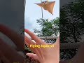 Flying Squirrel Squirrel Shorts