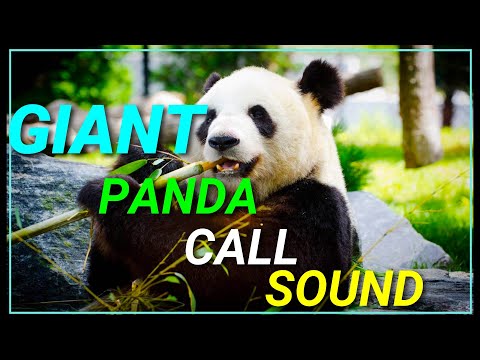 How A Giant Panda Chirp Sound | Animal Planet | Wildlife | Discovery Extreme effect