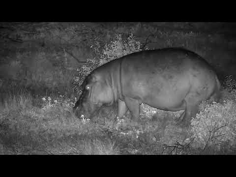 Djuma: Hippo arriving at the dam - 05:10 - 06/02/2022