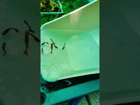 1 trong 1001 chuyện gặp phải khi nuôi cá