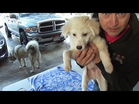 YouTube video about: When can I bathe my dog after lime sulfur dip?