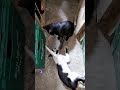 Cat Showdown Tuxedo Cat Vs Black Cat
