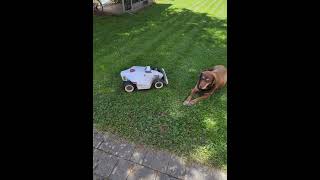 Video of the Day| LUBA Meets Puppy: Harmony and Obstacle Avoidance in Action!