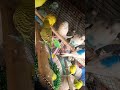 #birds​ #budgiecolony​ #parrot​ #parakeet​😍😋😋