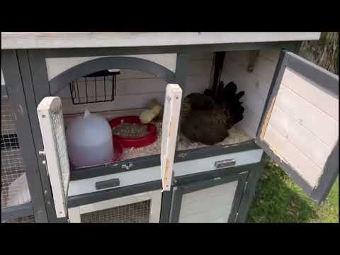 Kükenaufzucht mit Glucke - so funktioniert es