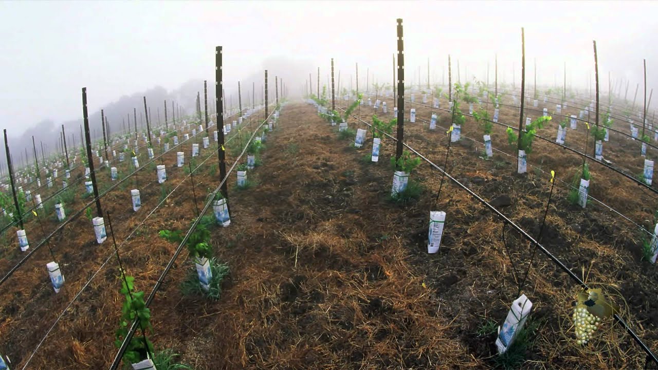 Atlas Vineyard Management Development