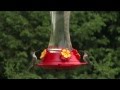 How to Set Up Your Hummingbird Feeder - Ace Hardware How to Set Up Your Hummingbird Feeder - Ace Hardware