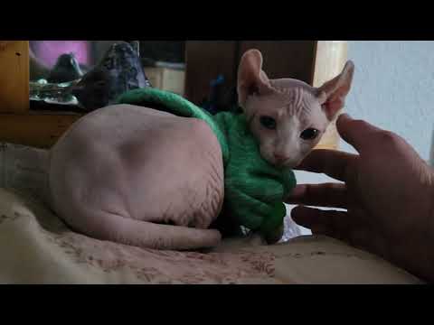 Face, our Sphynx cat.