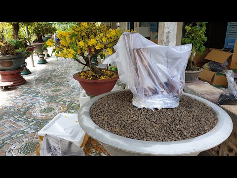 Hoa Mai Nở Ngày 07.03.2022