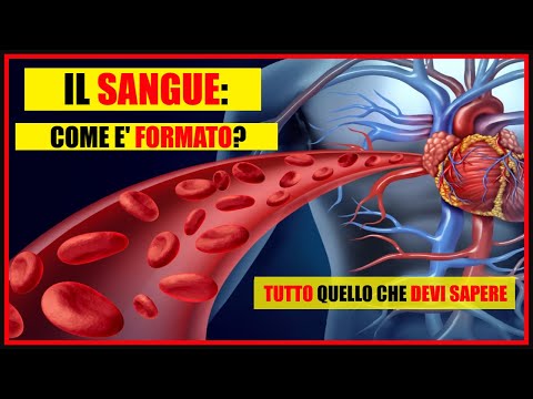 Blood: What is it and from which cells is it composed? (also subtitles english)