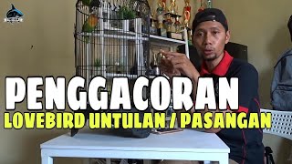 Download lagu EASY WAY TO MAKE LOVEBIRD LUNTULAN BECOME GACOR mp3