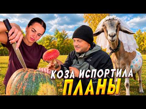 Непредсказуемая жизнь. Коза диктует, мы исполняем.Отправили Индюка в тыкву, а тыкву в печь.