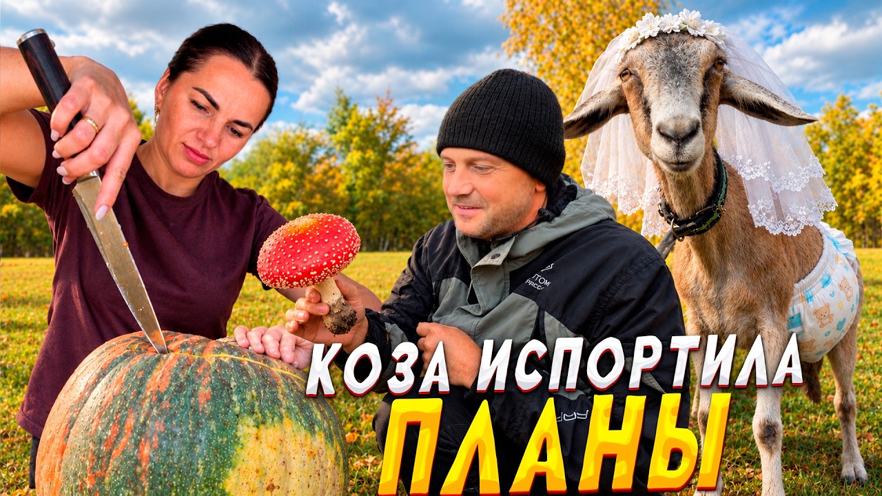 Непредсказуемая жизнь. Коза диктует, мы исполняем.Отправили Индюка в тыкву, ?