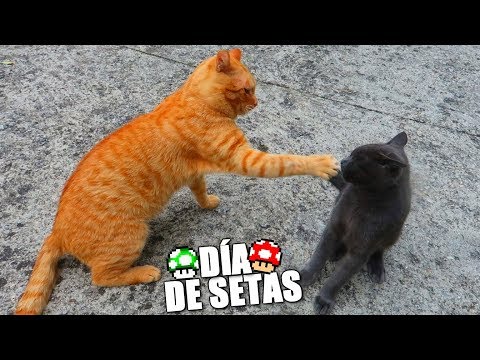 EL DÍA DE LAS SETAS