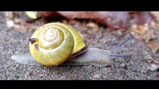 Elvis Perkins - While you were sleeping