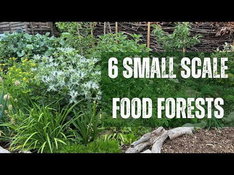 What does a small scale food forest actually look like?