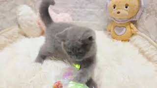 ブリティッシュショートヘアの動画01