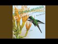 Aruancó
