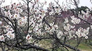 preview picture of video '大阪･枚方 3月 山田池公園梅林(2011-03)Plum blossoms in a park, Osaka'