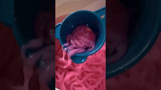 Download lagu Cendol pink💓💓 #ulfaahoran #cendol mp3