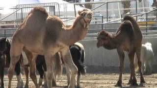 Ostrich and camel racing