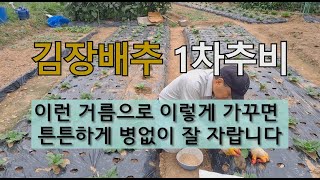 김장배추 1차추비 이런 거름으로 이렇게 가꾸면 튼튼하게 병 없이 잘 자랍니다. #김장배추 1차추비 #김장배추…