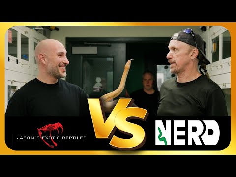 Boas vs Ball Pythons: What Kevin McCurley Really Thinks (Unfiltered Debate)