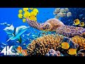 3 HOURS Of 4K Underwater Wonders Relaxing Music Coral Reefs Colorful Sea Life In UHD