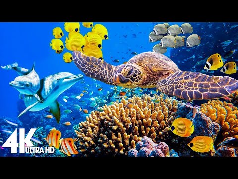 3 HOURS of 4K Underwater Wonders + Relaxing Music - Coral Reefs & Colorful Sea Life in UHD