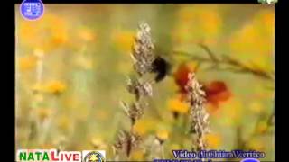 "FRATELLO SOLE SORELLA LUNA" (Donovan-R.Ortolani) Arrangiamenti Musicali e Video di Antonio Verrico