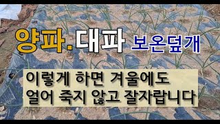 양파 대파 보온덮개 이렇게 하면 겨울에도 얼어 죽지 않고 잘 자랍니다. #양파잘 가꾸는 방법 #양파 보온하기…