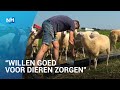 Zo bieden boeren hun dieren verkoeling tijdens de hittegolf