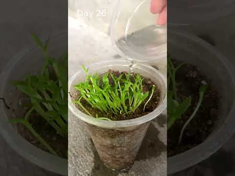 Growing Dragon Fruit from Seed - Time Lapse 29 Days #shorts