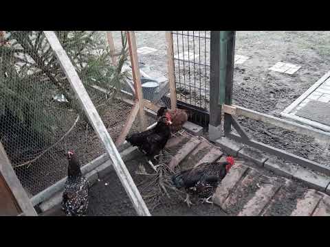 Zuchtstämme aufgelöst - Die Gruppe ist wieder vereint!